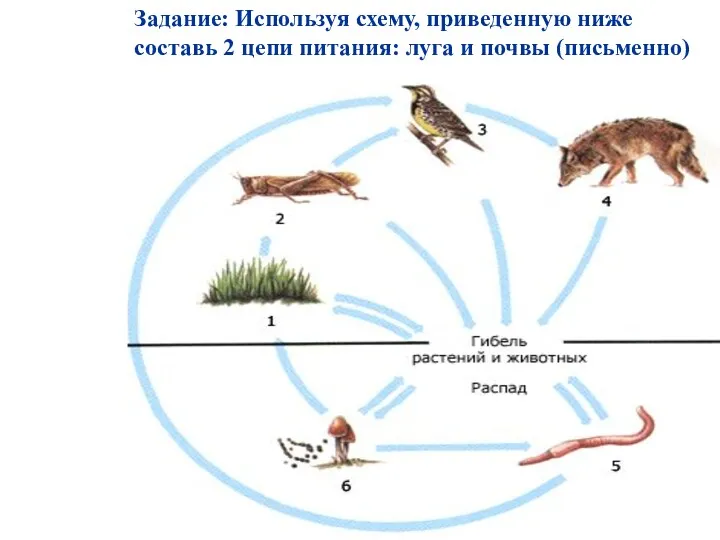 Задание: Используя схему, приведенную ниже составь 2 цепи питания: луга и почвы (письменно)