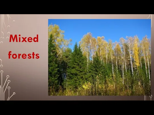 Mixed forests