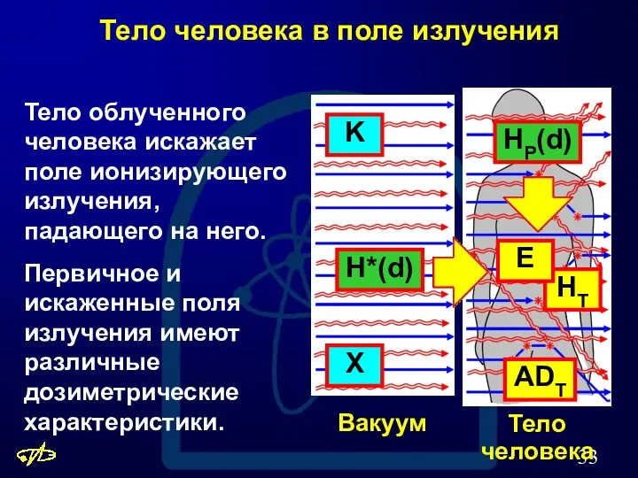 Тело человека в поле излучения Тело облученного человека искажает поле