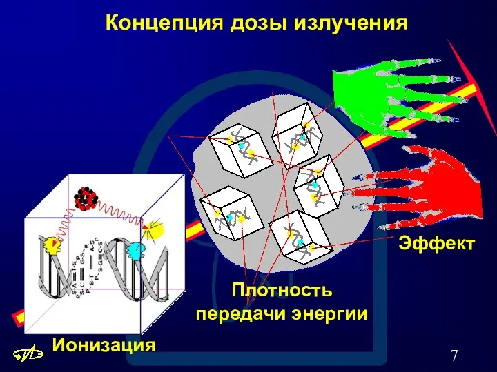 Концепция дозы излучения Ионизация Эффект Плотность передачи энергии