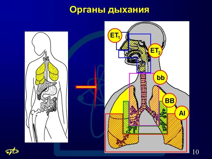 Органы дыхания