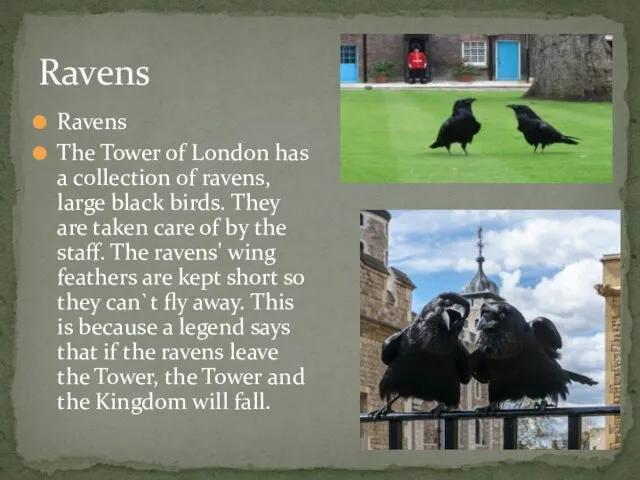 Ravens Ravens The Tower of London has a collection of ravens, large black