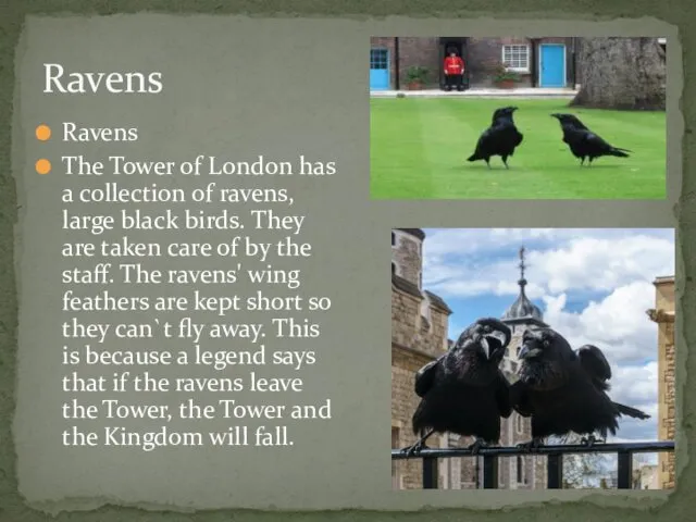 Ravens Ravens The Tower of London has a collection of