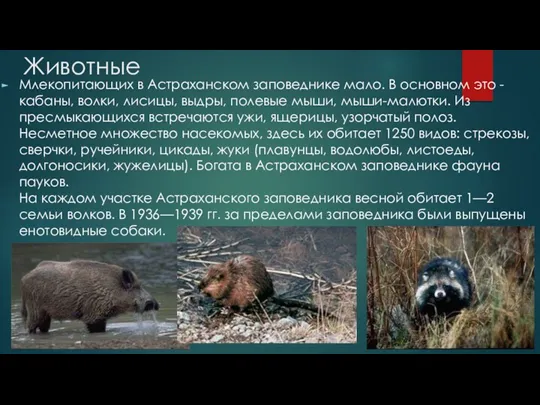 Животные Млекопитающих в Астраханском заповеднике мало. В основном это - кабаны, волки, лисицы,