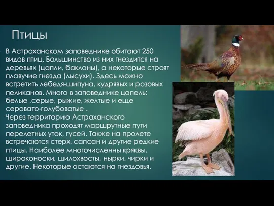 Птицы В Астраханском заповеднике обитают 250 видов птиц. Большинство из них гнездится на