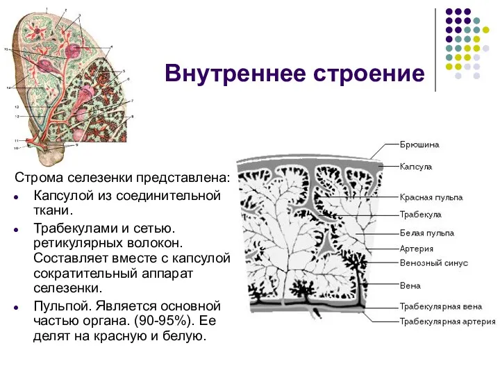 Внутреннее строение Строма селезенки представлена: Капсулой из соединительной ткани. Трабекулами