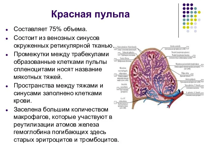 Красная пульпа Составляет 75% объeма. Состоит из венозных синусов окруженных