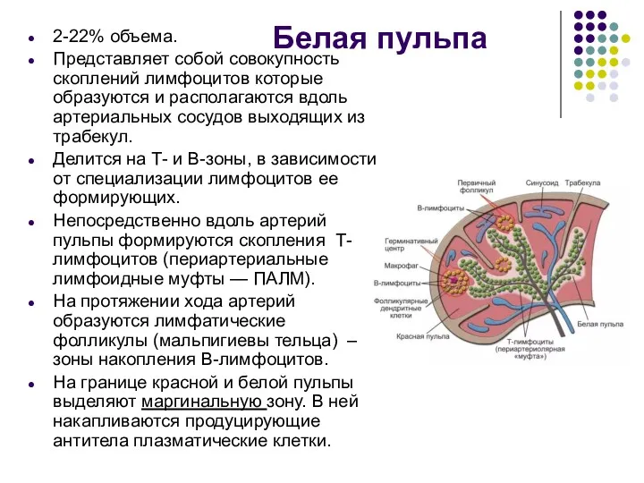 Белая пульпа 2-22% объема. Представляет собой совокупность скоплений лимфоцитов которые