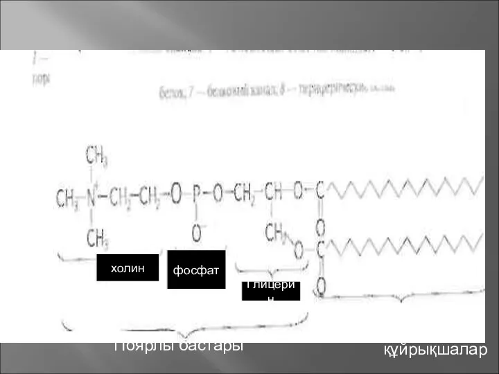 Поярлы бастары Полярсыз құйрықшалар холин фосфат Глицерин