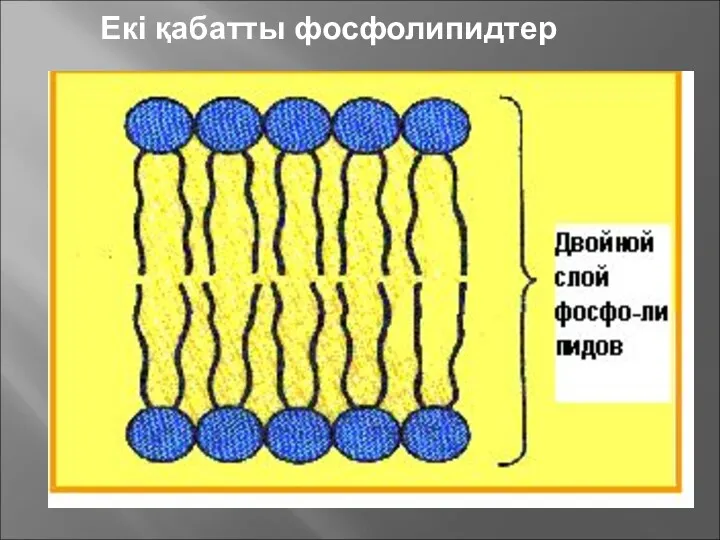 Екі қабатты фосфолипидтер