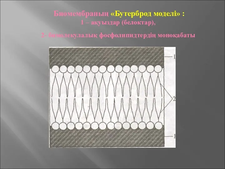 Биомембраның «Бутерброд моделі» : 1 – ақуыздар (белоктар), 2- бимолекулалық фосфолипидтердің моноқабаты