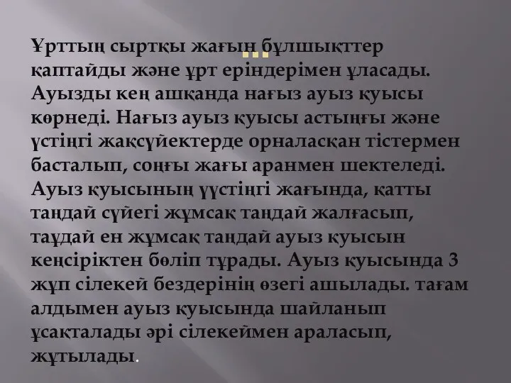 ... Ұрттың сыртқы жағын бұлшықттер қаптайды және ұрт еріндерімен ұласады.