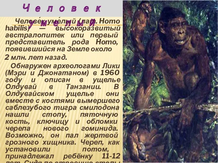 Челове́к уме́лый (лат. Homo habilis) — высокоразвитый австралопитек или первый