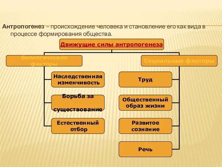 Антропогенез – происхождение человека и становление его как вида в процессе формирования общества.