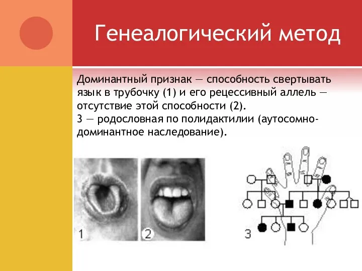 Генеалогический метод Доминантный признак — способность свертывать язык в трубочку