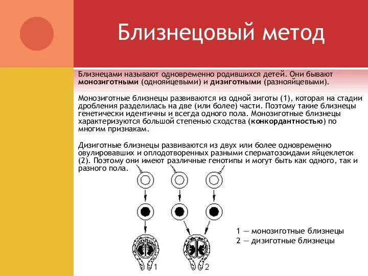 Близнецовый метод Близнецами называют одновременно родившихся детей. Они бывают монозиготными