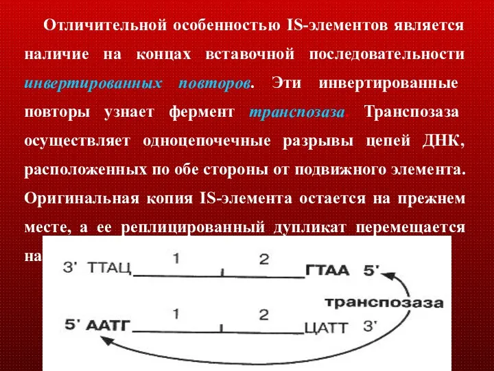 Отличительной особенностью IS-элементов является наличие на концах вставочной последовательности инвертированных