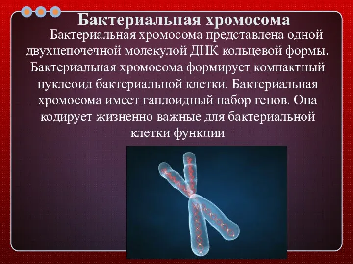 Бактериальная хромосома Бактериальная хромосома представлена одной двухцепочечной молекулой ДНК кольцевой