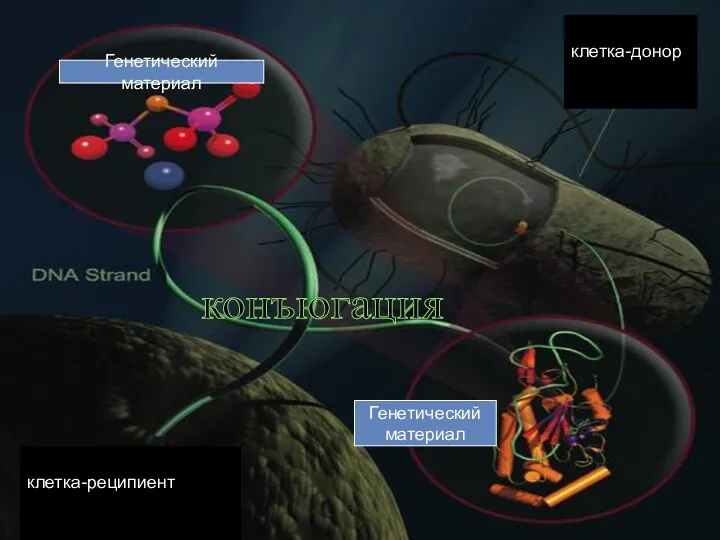 клетка-донор клетка-реципиент конъюгация Генетический материал Генетический материал