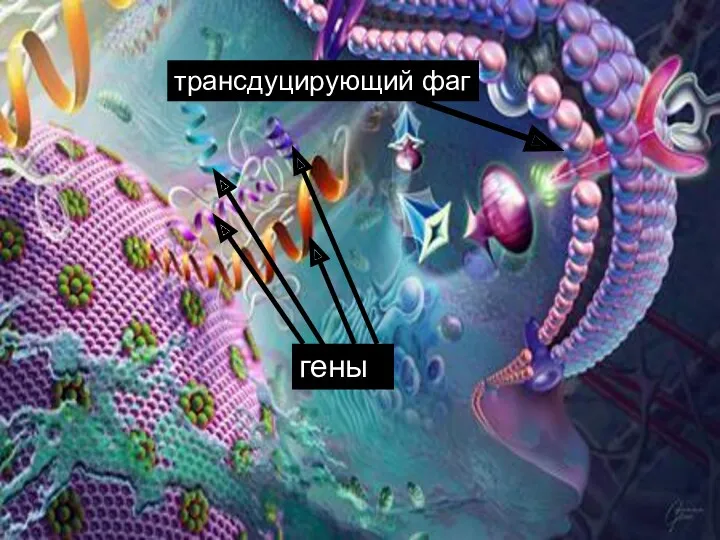 трансдуцирующий фаг гены