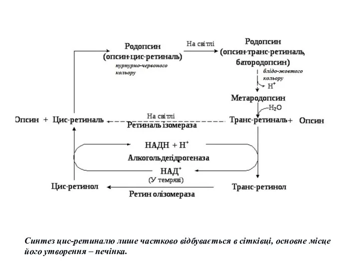 Синтез цис-ретиналю лише частково відбувається в сітківці, основне місце його утворення – печінка.