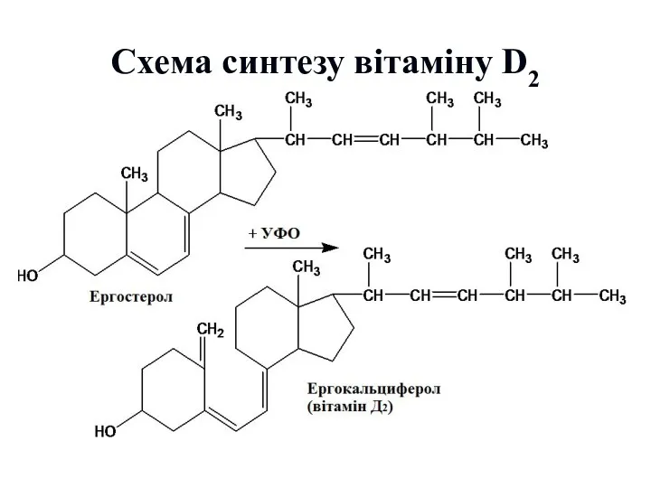 Схема синтезу вітаміну D2