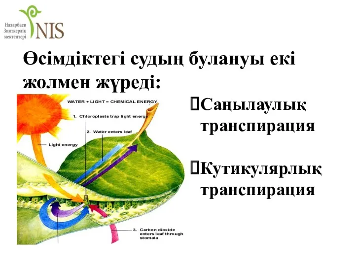 Өсімдіктегі судың булануы екі жолмен жүреді: Саңылаулық транспирация Кутикулярлық транспирация