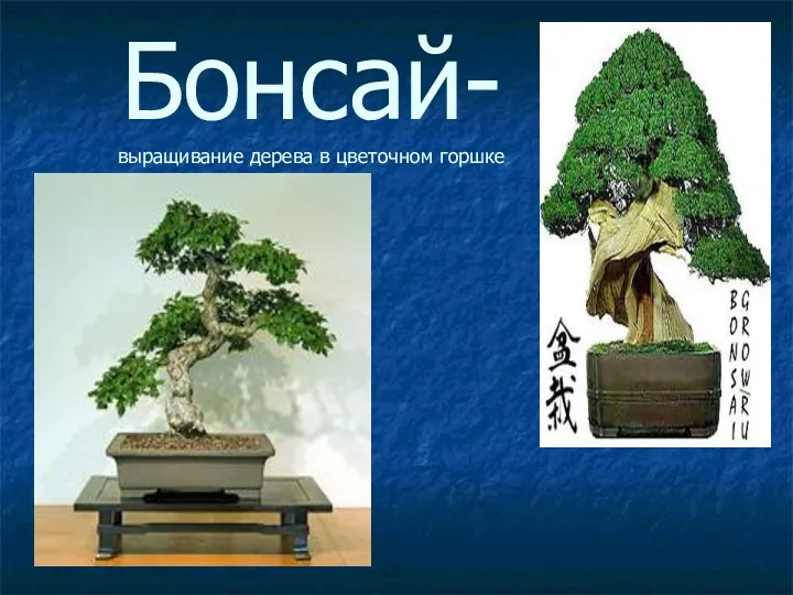 Бонсай- выращивание дерева в цветочном горшке