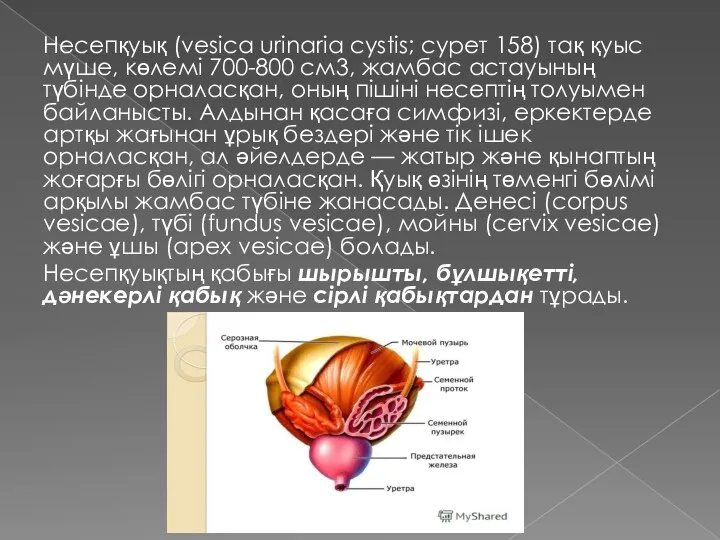 Несепқуық (vesica urinaria cystis; сурет 158) тақ қуыс мүше, көлемі