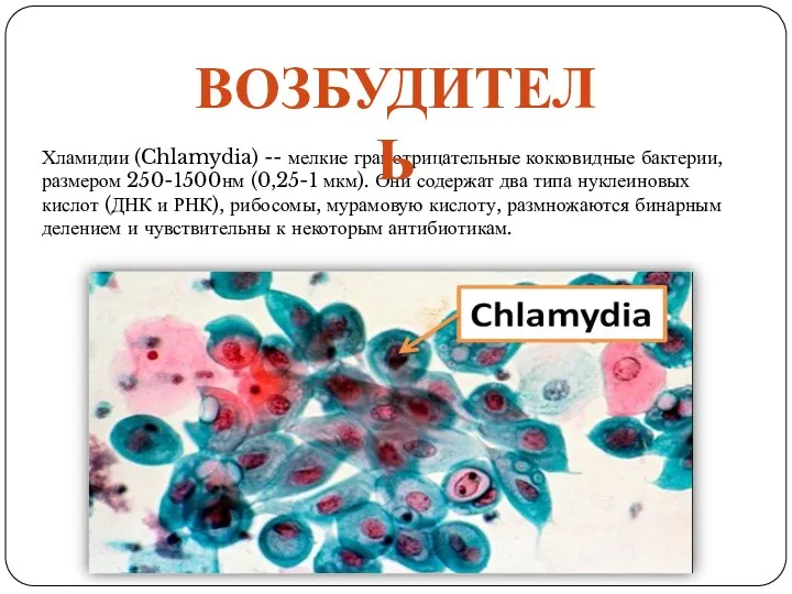 Хламидии (Chlamydia) -- мелкие грамотрицательные кокковидные бактерии, размером 250-1500нм (0,25-1