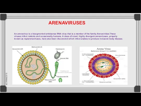 ARENAVIRUSES An arenavirus is a bisegmented ambisense RNA virus that