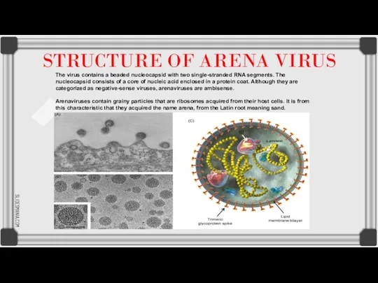STRUCTURE OF ARENA VIRUS The virus contains a beaded nucleocapsid