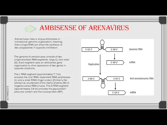 AMBISENSE OF ARENAVIRUS The genome of arenaviruses consists of two