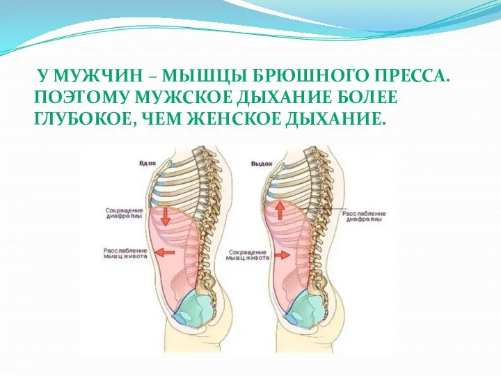 У МУЖЧИН – МЫШЦЫ БРЮШНОГО ПРЕССА. ПОЭТОМУ МУЖСКОЕ ДЫХАНИЕ БОЛЕЕ ГЛУБОКОЕ, ЧЕМ ЖЕНСКОЕ ДЫХАНИЕ.