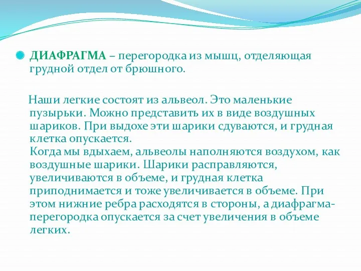 ДИАФРАГМА – перегородка из мышц, отделяющая грудной отдел от брюшного.