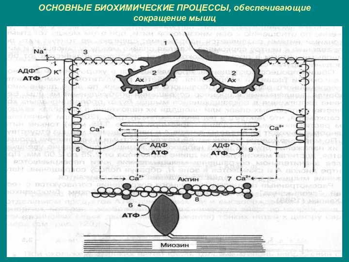 ОСНОВНЫЕ БИОХИМИЧЕСКИЕ ПРОЦЕССЫ, обеспечивающие сокращение мышц