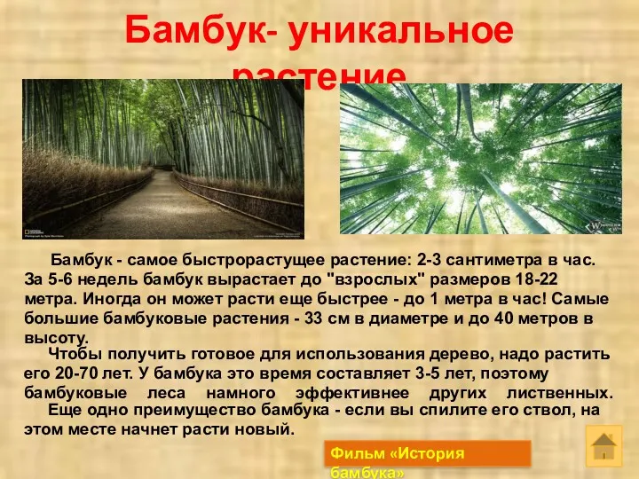 Бамбук- уникальное растение Бамбук - самое быстрорастущее растение: 2-3 сантиметра