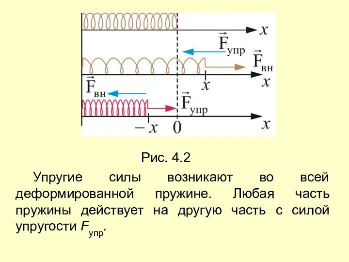 Рис. 4.2 Упругие силы возникают во всей деформированной пружине. Любая