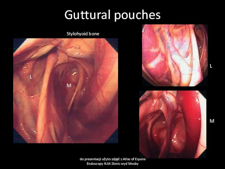 Guttural pouches do prezentacji użyto zdjęć z Atlas of Equine