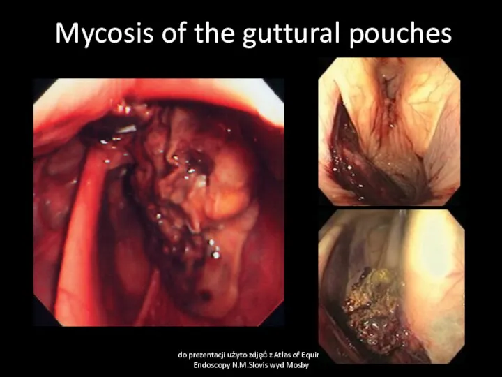 Mycosis of the guttural pouches do prezentacji użyto zdjęć z