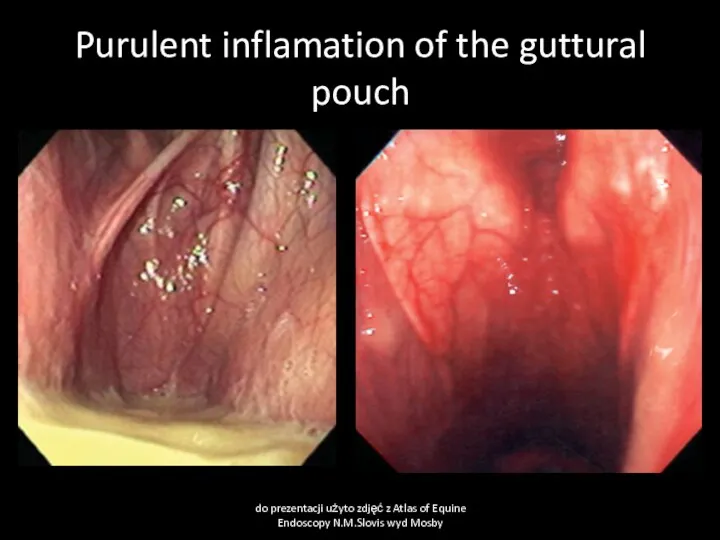 Purulent inflamation of the guttural pouch do prezentacji użyto zdjęć