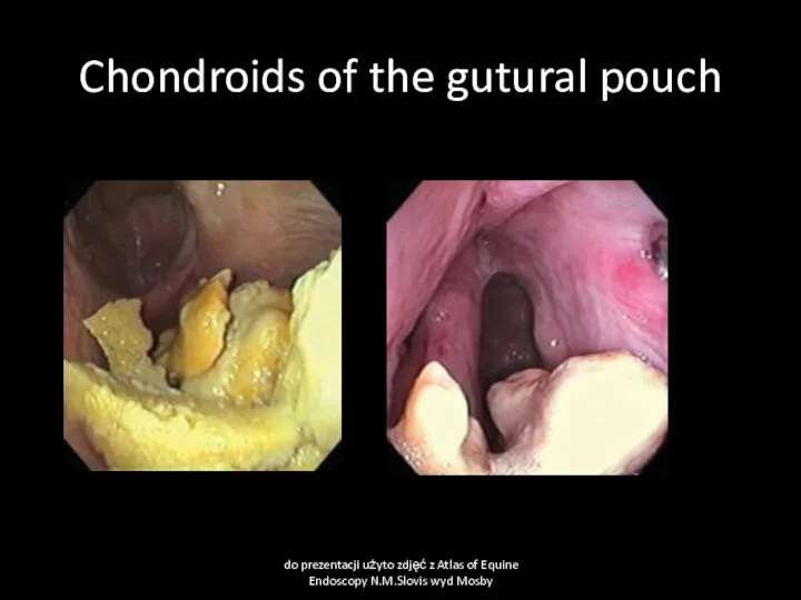 Chondroids of the gutural pouch do prezentacji użyto zdjęć z