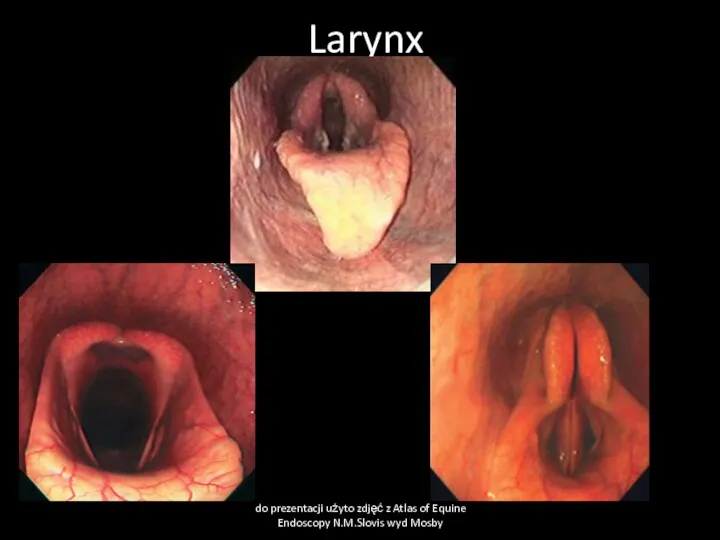 Larynx do prezentacji użyto zdjęć z Atlas of Equine Endoscopy N.M.Slovis wyd Mosby