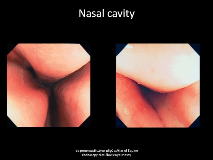 Nasal cavity do prezentacji użyto zdjęć z Atlas of Equine Endoscopy N.M.Slovis wyd Mosby
