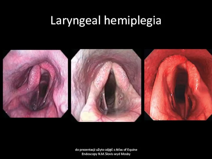 Laryngeal hemiplegia do prezentacji użyto zdjęć z Atlas of Equine Endoscopy N.M.Slovis wyd Mosby