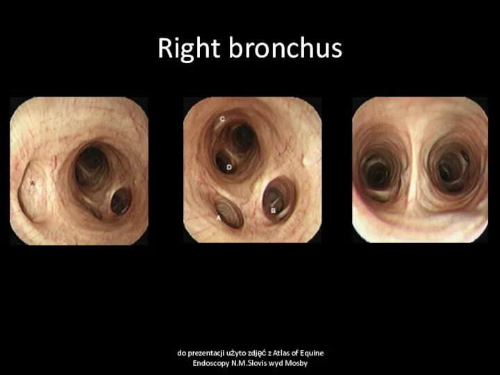 Right bronchus do prezentacji użyto zdjęć z Atlas of Equine Endoscopy N.M.Slovis wyd Mosby