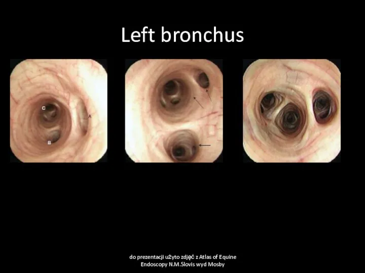 Left bronchus do prezentacji użyto zdjęć z Atlas of Equine Endoscopy N.M.Slovis wyd Mosby