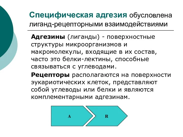 Специфическая адгезия обусловлена лиганд-рецепторными взаимодействиями Адгезины (лиганды) - поверхностные структуры