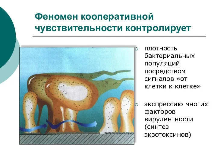 Феномен кооперативной чувствительности контролирует плотность бактериальных популяций посредством сигналов «от