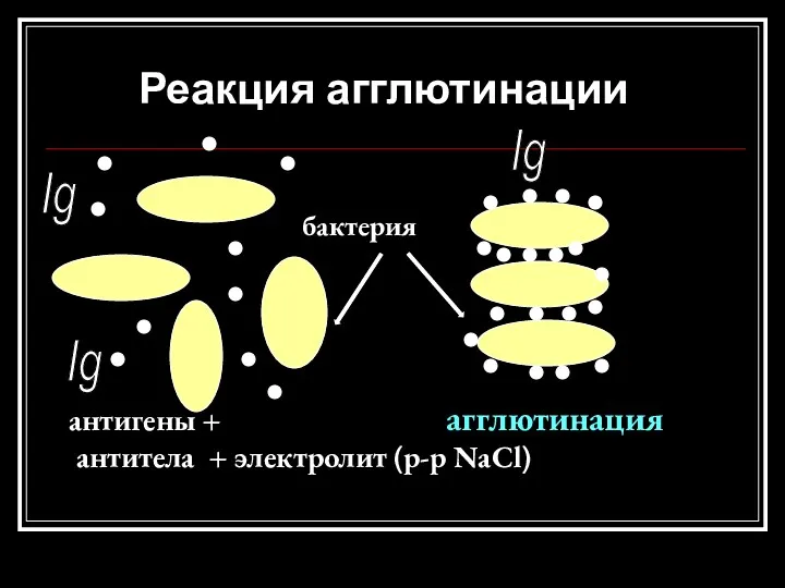 Реакция агглютинации бактерия антигены + агглютинация антитела + электролит (р-р NaCl) Ig Ig Ig